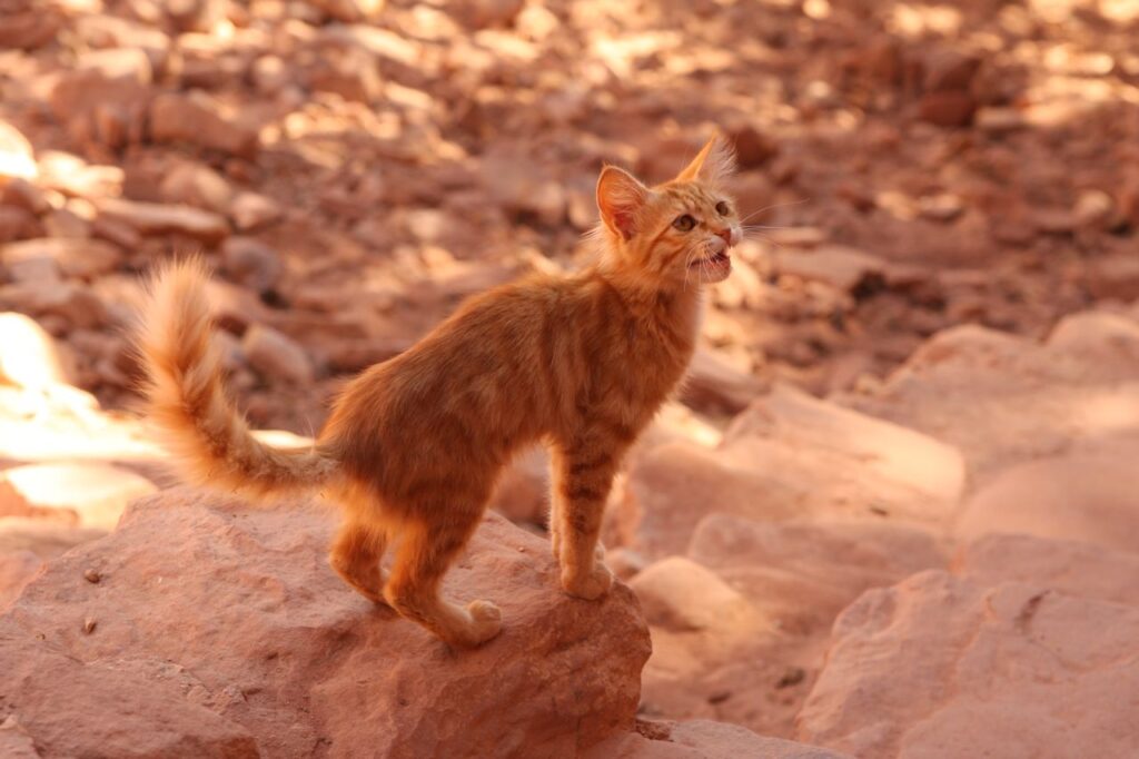 Desert Kitten Refuses To Leave Campers Until They Take Her Home