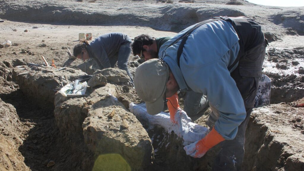 The Fossil Hunters: Inside the Unsung Heroes Who Unearth Earth's Ancient Past