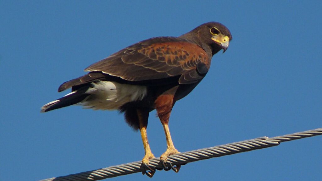 Unveiling the Hidden Intelligence of Raptors: More Than Just Agile Predators