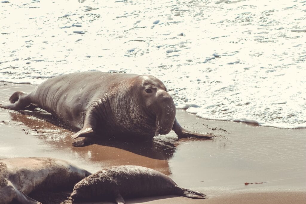Deadly Bird Flu Invades California Elephant Seal Colony