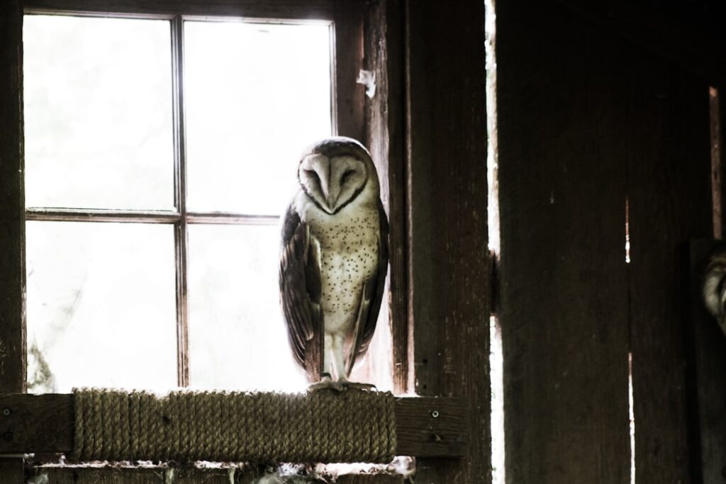 Homeowner Opens Door And Owl Moves In For Morning Nap