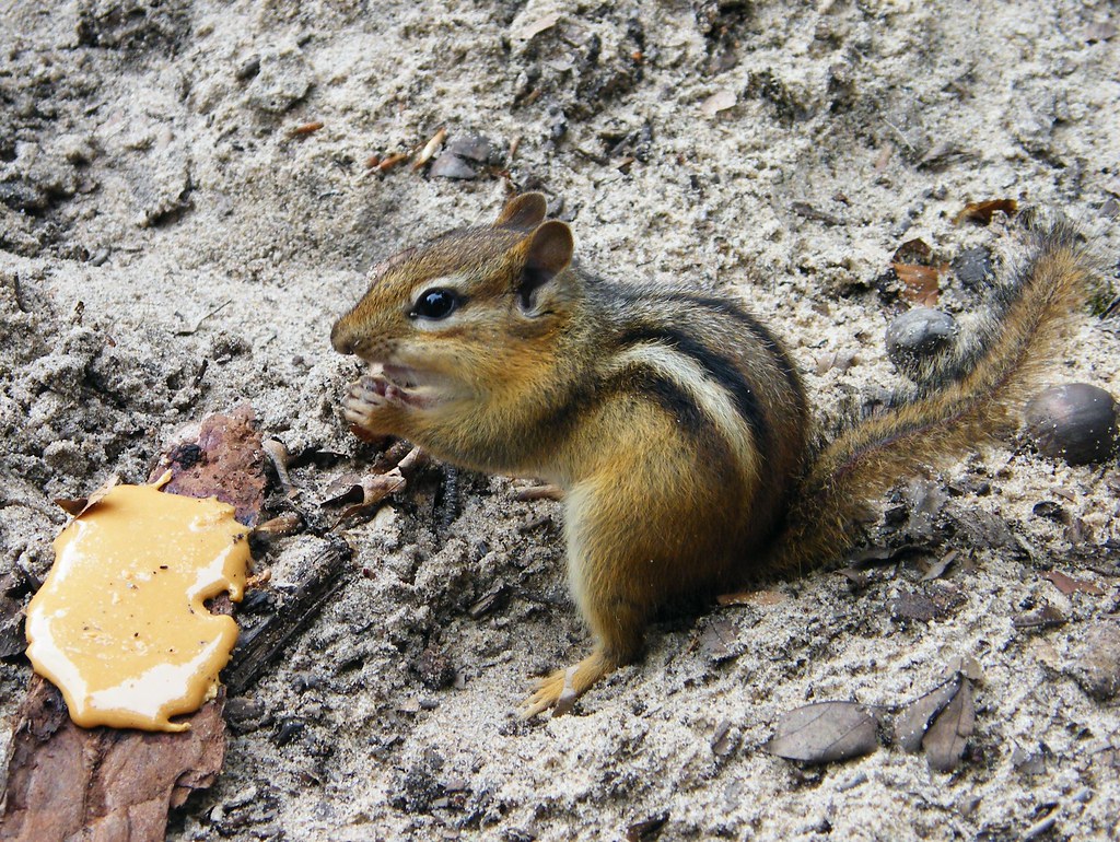 Man Feeds Backyard Chipmunks And Gets Surprise ‘Gift’ In Return