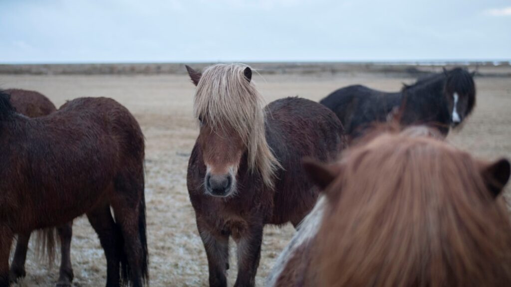 Animal groups ask Iceland to better protect blood horses