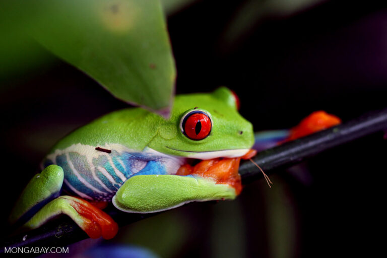 Online ads reveal scale — and gaps — in amphibian pet trade into US