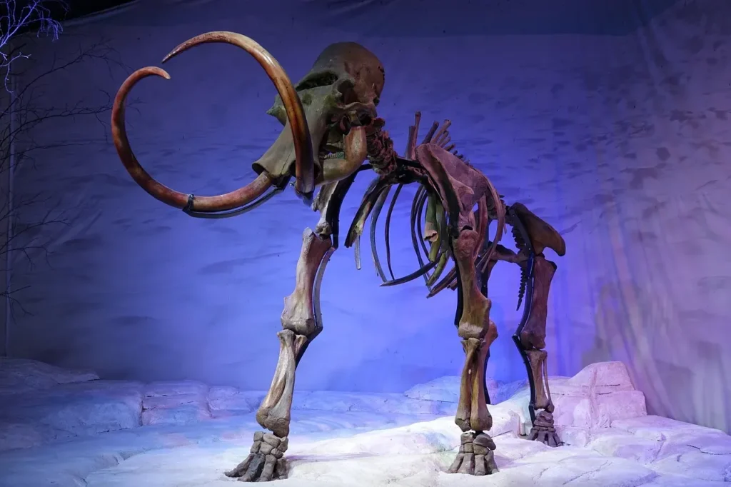 Could Early Man Have Co-Existed With North America's Last Mammoths?
