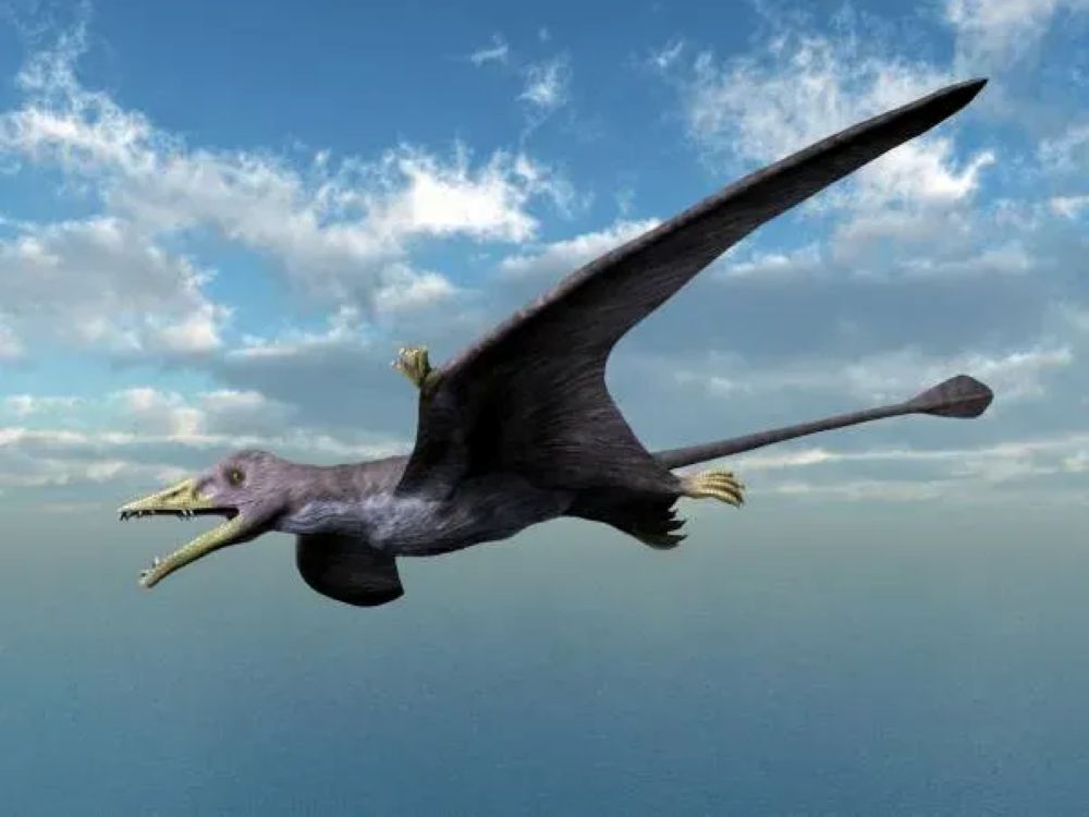 The Pterosaur Puzzle: Why These Flying Reptiles Ruled Ancient Skies