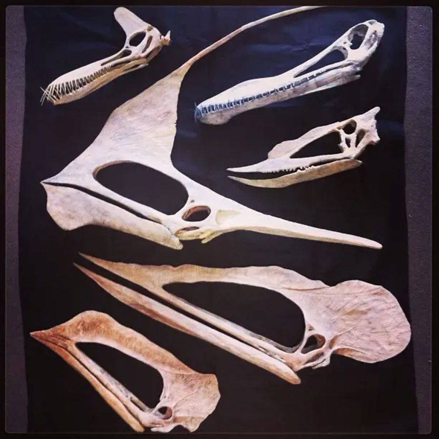 The Untold Story of Pterosaur Diversity: Beyond the Famous Flyers