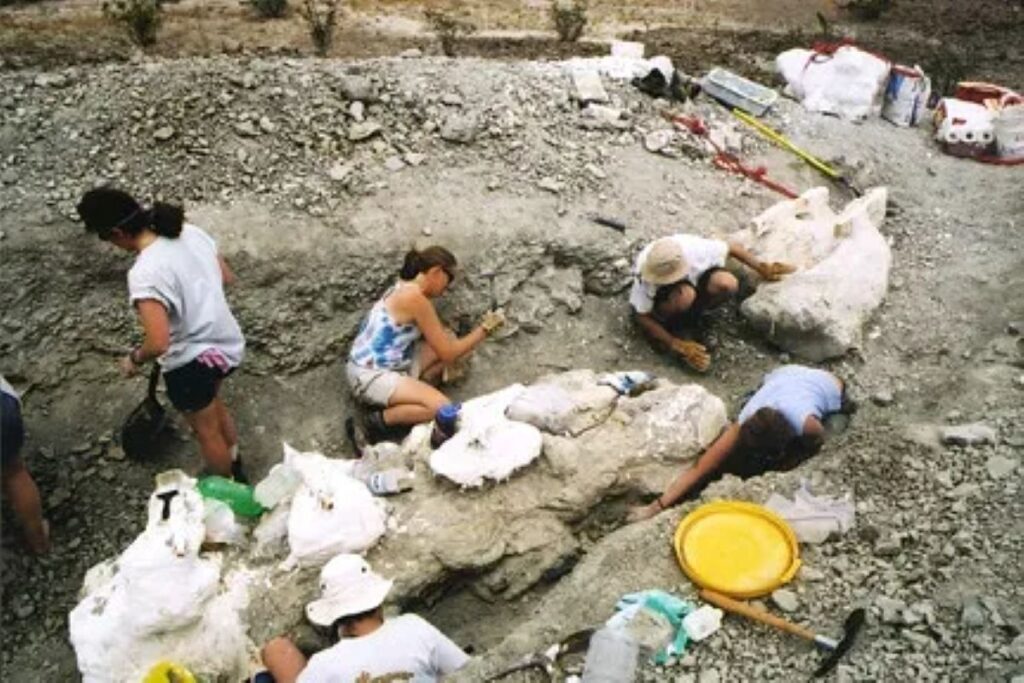 5 Remarkable Dinosaur Discoveries Made by Amateur Fossil Hunters