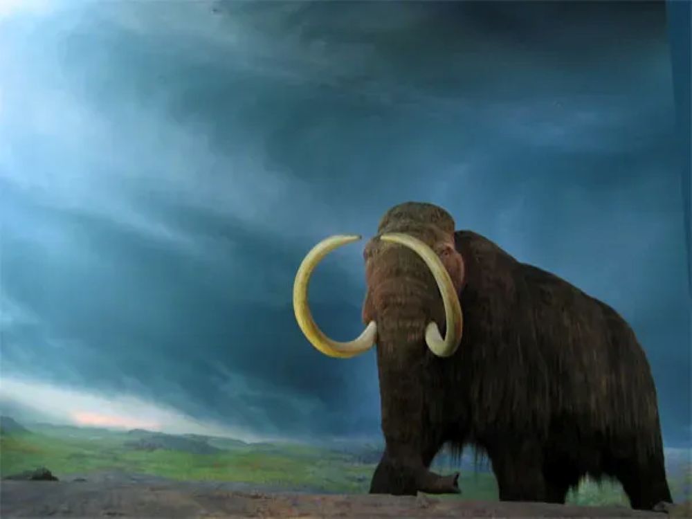 These 4 Zodiac Signs Possess the Unyielding Spirit of a Woolly Mammoth