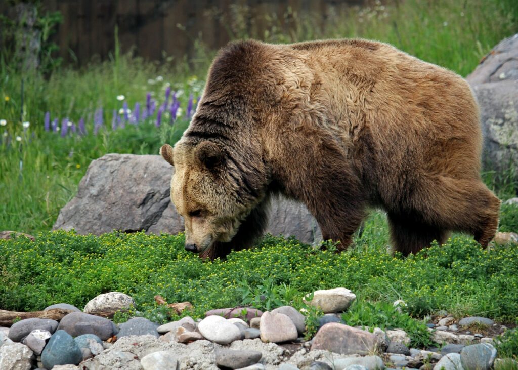 Yellowstone Grizzlies' Secret Summer Feast: Digging for Moth Riches