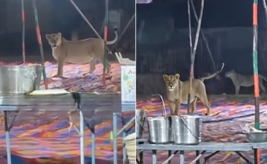 The Midnight Visitors Arrive