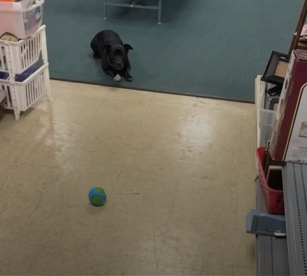 Horseheads Thrift Store's Fetch-Loving Dog Captivates Shoppers One Ball at a Time