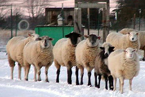 5 Animals Rescued from Slaughter: Tales of Survival and Sanctuary