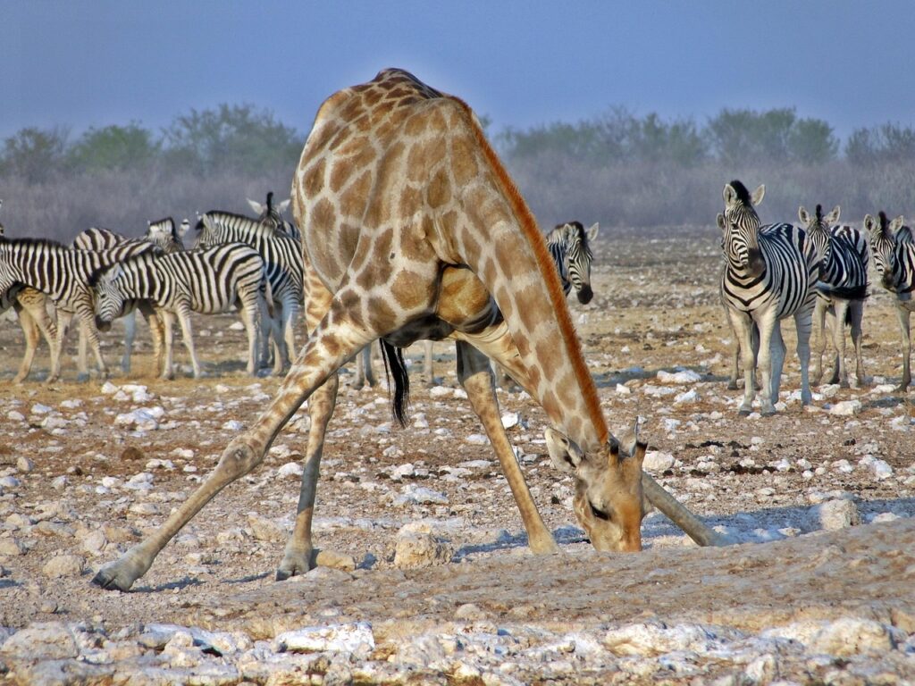 South Africa – New Trophy Quotas Revive Clashes Over Wildlife Management