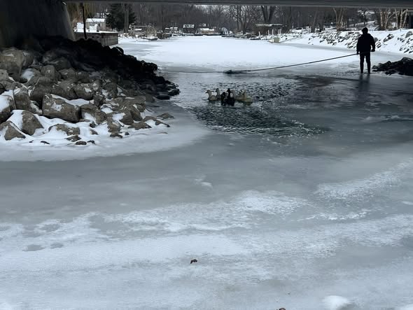 Careful Maneuvers Secure the Birds