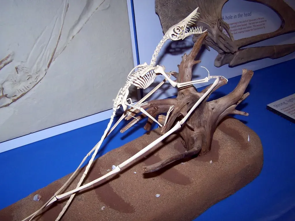 New Evidence Suggests Pterosaurs Were More Diverse Than Previously Imagined