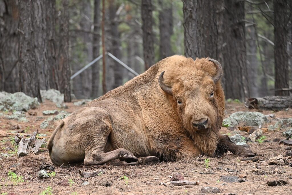 Private Lands: The Frontline for America's Wildlife Conservation