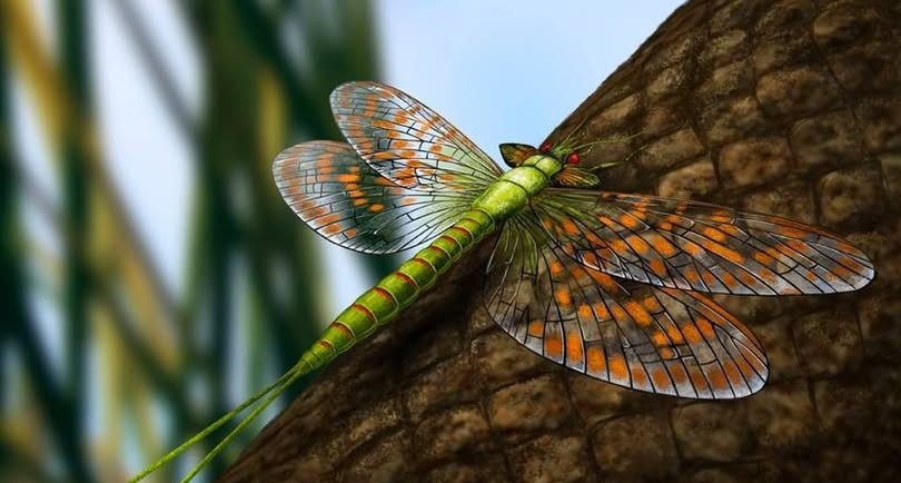 Delitzschala Bitterfeldensis: The Oldest Winged Insect Known to Science 