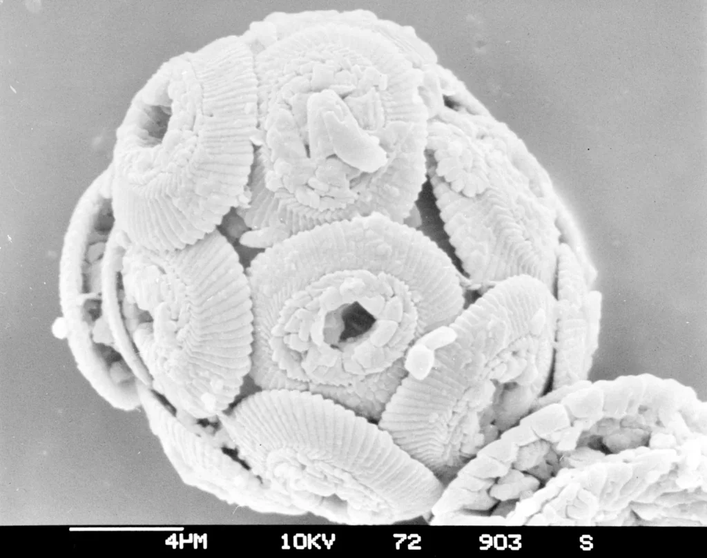 The Unexpected Beauty of Microscopic Life in Prehistoric American Oceans