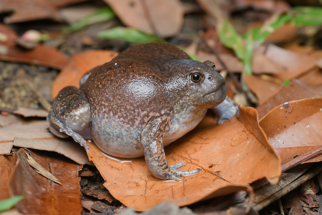 Blunt-Headed Burrowing Frog: Southeast Asia's Plump Underground Survivor