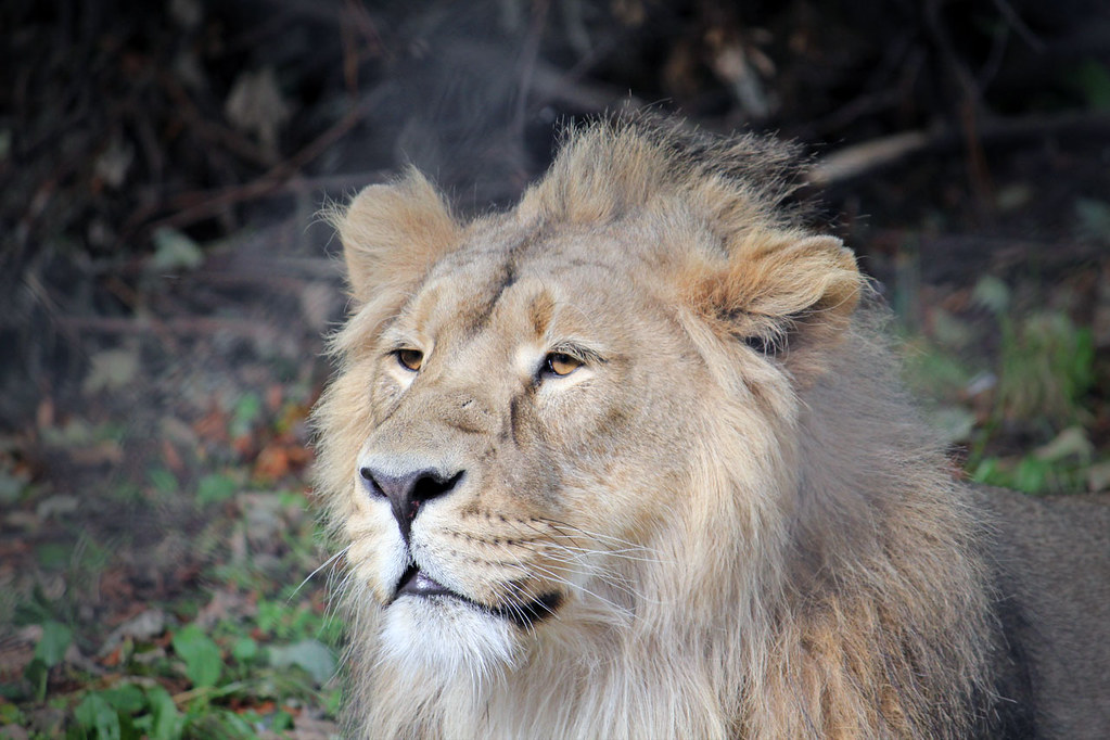 Gujarat: Lion Spotted Again At Jain Tirth Palitana Temple, Walks Calmly While Pilgrims Chant 'Jai Adinath'| VIDEO