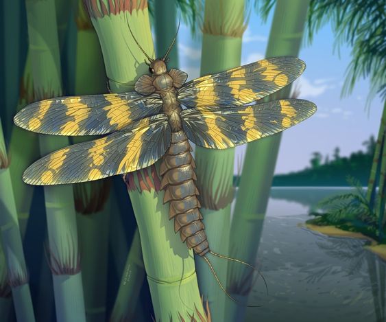 Palaeodictyoptera: The Six-Winged Plant Piercers 
