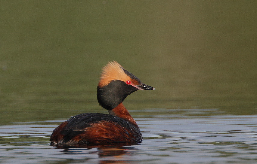 Rare Slavonian Grebe Emerges in Chichester's Urban Pond Despite Relentless Rains