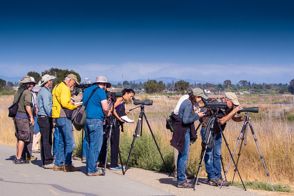 Neural Compactness Sets Experts Apart