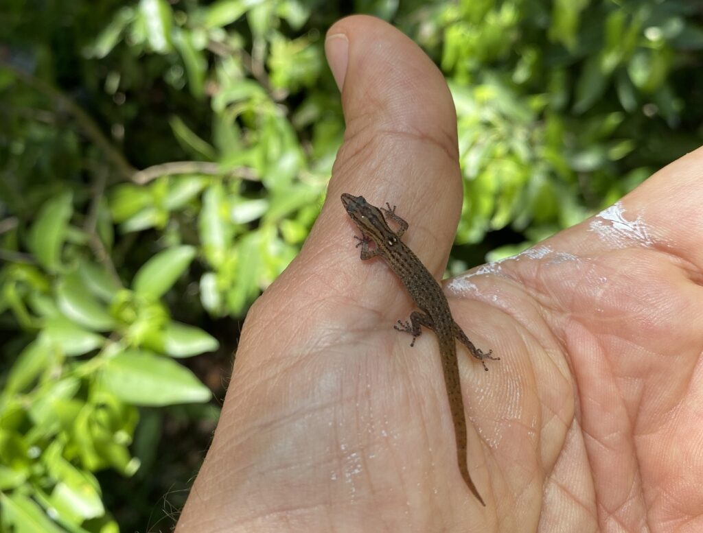 Nocturnal Dweller Fades from Familiar Grounds