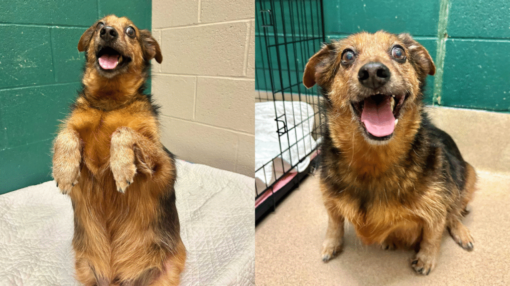 Quirky Senior Terrier's 'Meerkat' Charm Sparks Joyful Adoption at Local Shelter