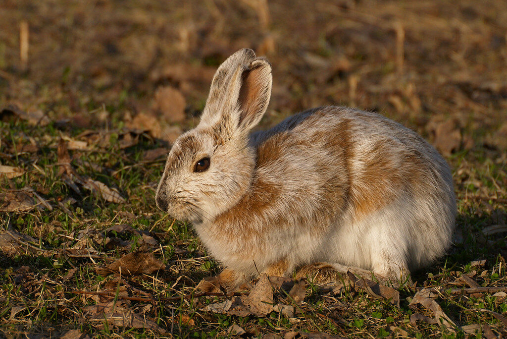 10. The Snowshoe Hare's Seasonal Invisibility Cloak