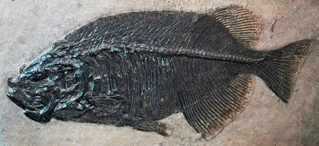 The Geologic Record of the US Preserves Unparalleled Ancient Life