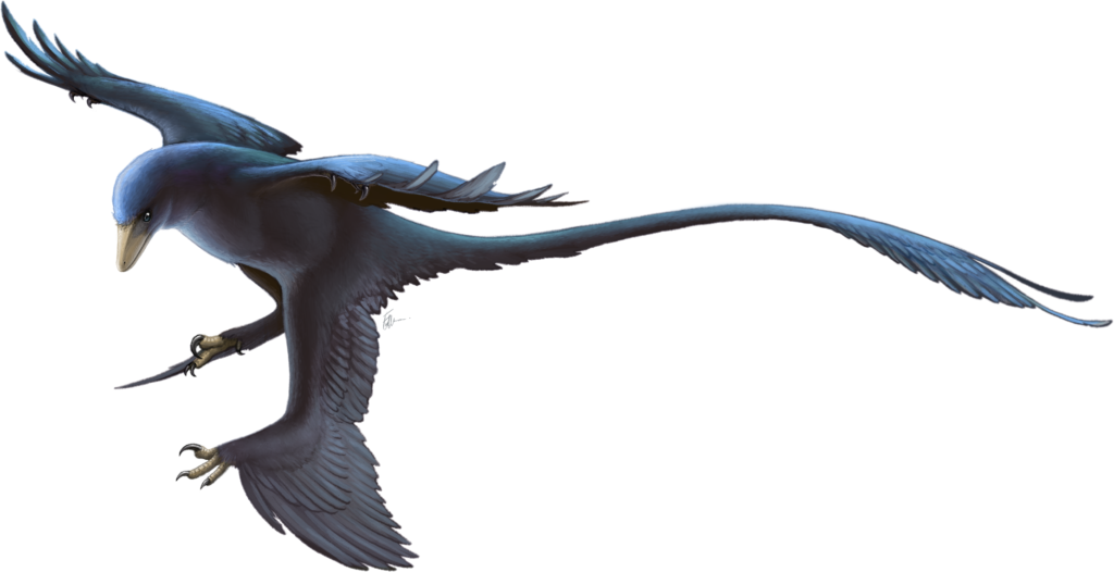 Microraptor's Glossy Black Secret: When Dinosaurs Dressed to Impress 