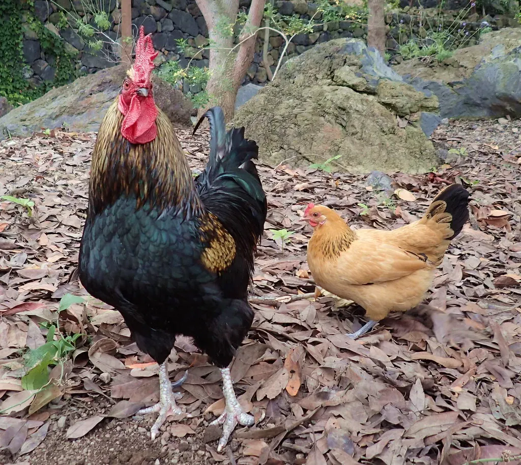 Why Chickens Are Considered The Living Descendants of Tyrannosaurus Rex