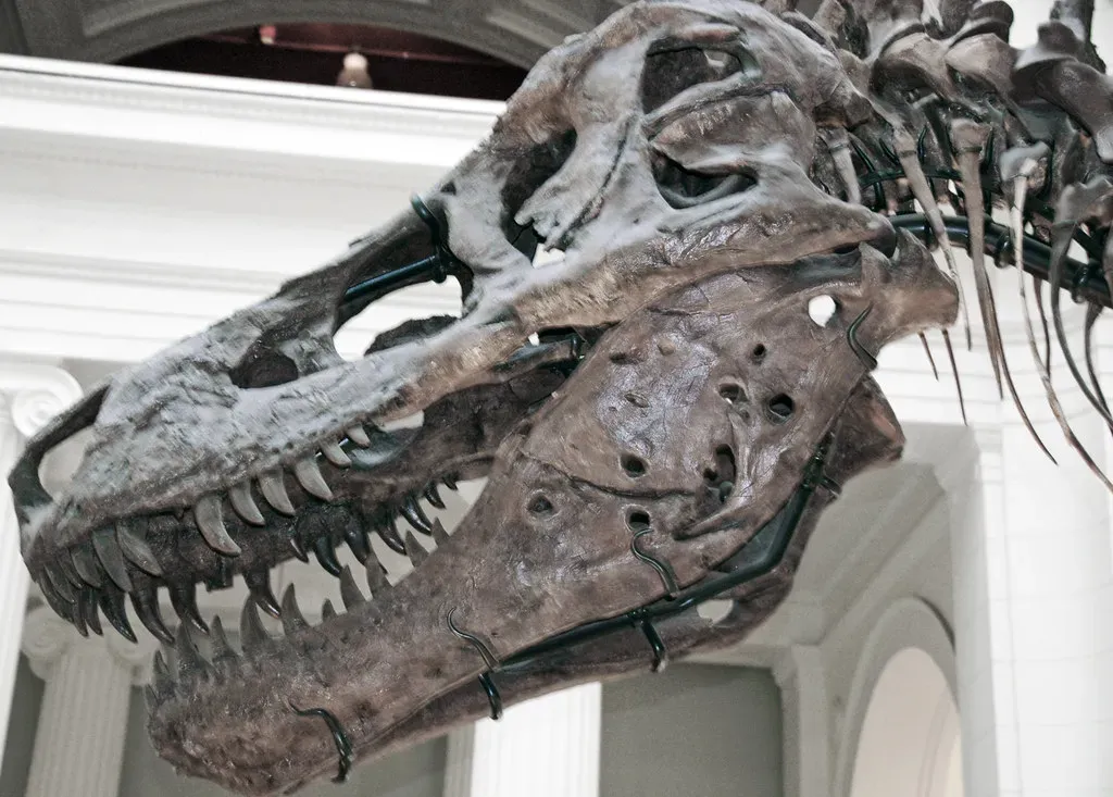 Why Do Some Dinosaur Fossils Exhibit Evidence of Ancient Diseases?