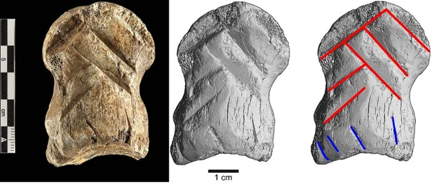 Neanderthals Were Artists: The 51,000-Year-Old Carved Deer Bone
