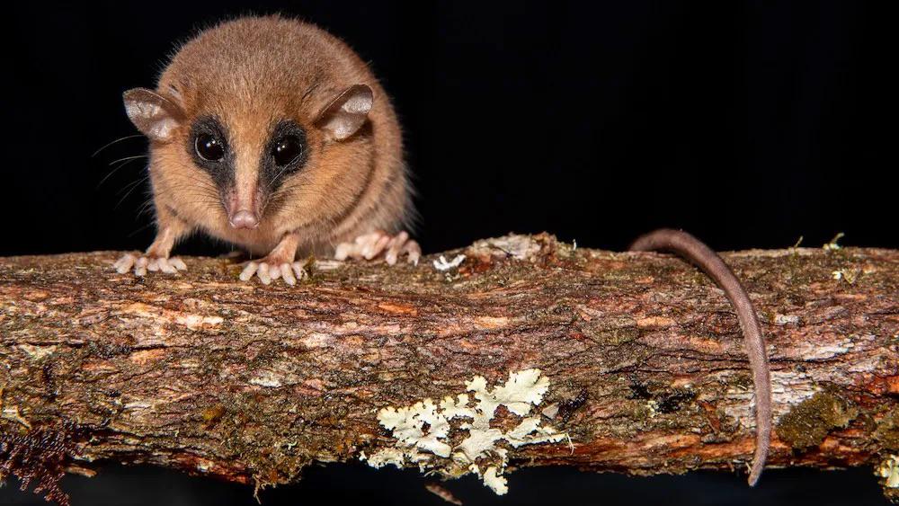 The Chachapoya Mouse Opossum: A Cloud Forest Ghost