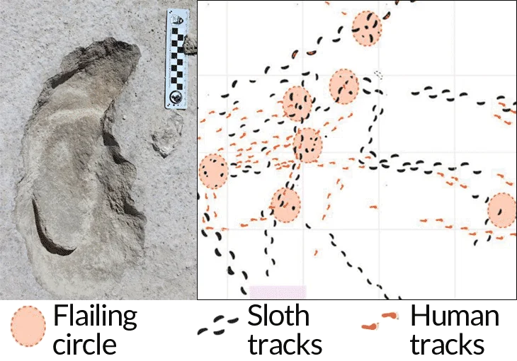 Stalking a Beast: Reading the Tracks 