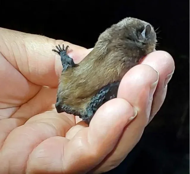 Himalayan Long-Tailed Bat: Hidden in the Mountains 