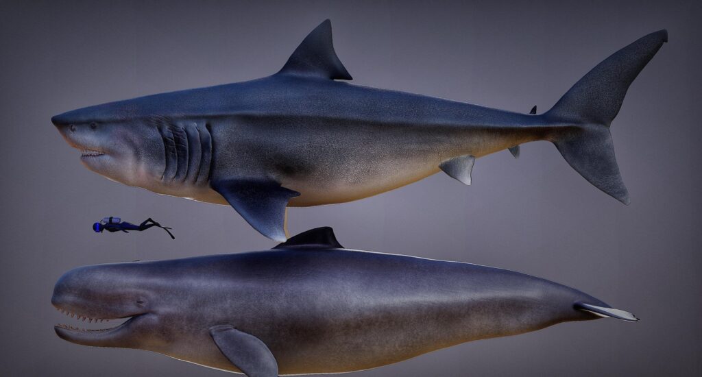 Just How Big Was Megalodon, Really?