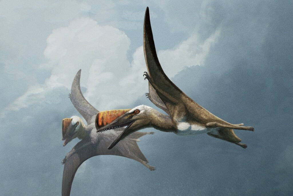 Germany's Skiphosoura: The Evolutionary Missing Link