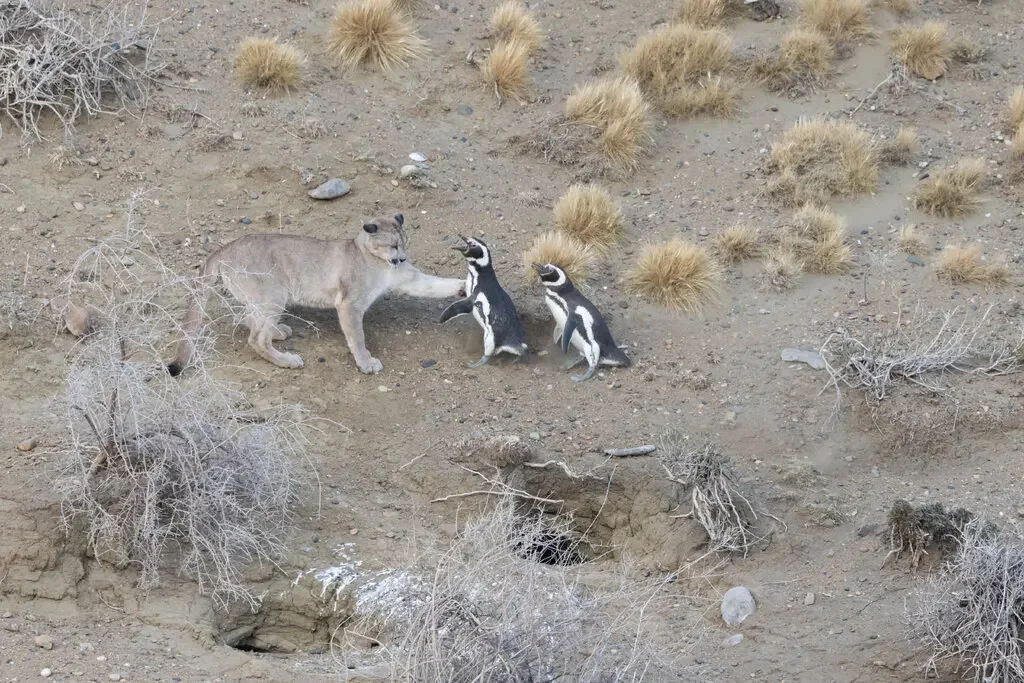 Returning Pumas Target Patagonian Penguins in Dramatic Surplus Kills