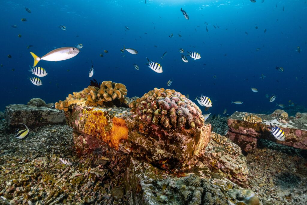 Bali Sea Depths Reveal Elusive Marine Life in Groundbreaking Footage