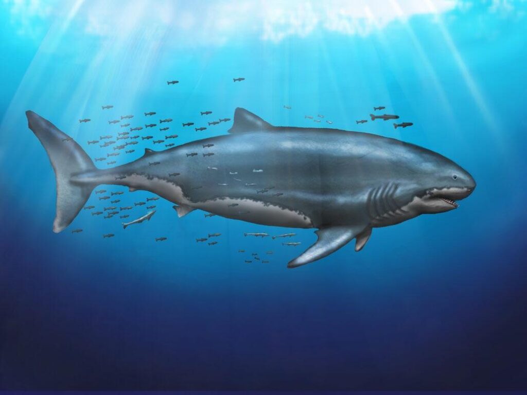 The True Scale of Megalodon: Unraveling the Ocean's Apex Predator