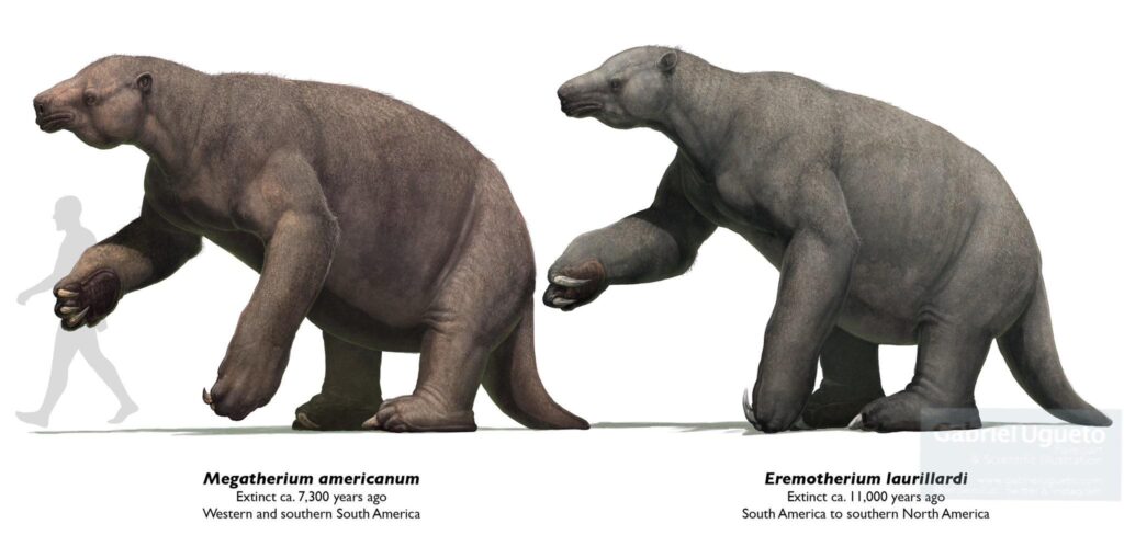 Giant Ground Sloths: Slow Movers, Heavy Hitters