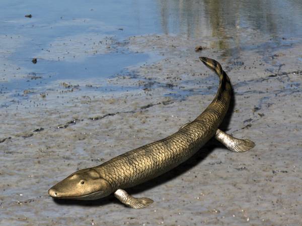 5. Tiktaalik: The Fish That Taught Itself to Walk