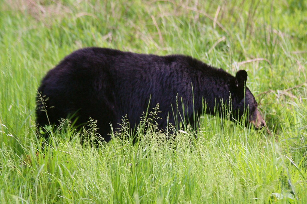 Black Bears Command the Forests