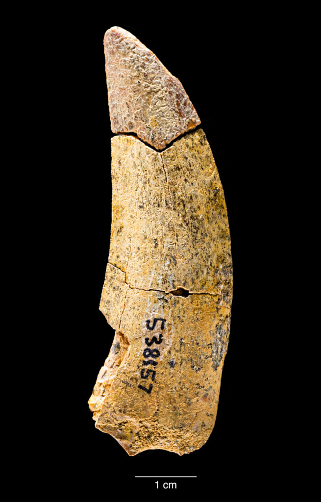 A Predator's Relic Frozen in Time