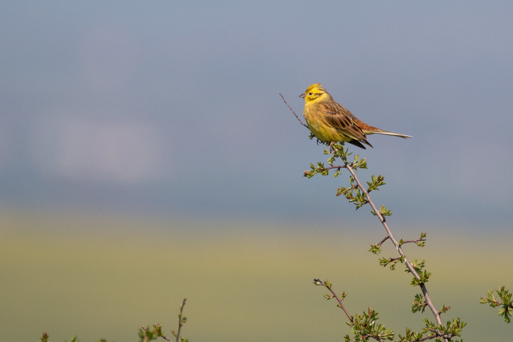 Rare Visitor Breaks the Routine at the Bill