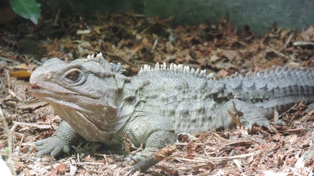 5 Prehistoric Creatures with Survival Strategies Still Relevant Today